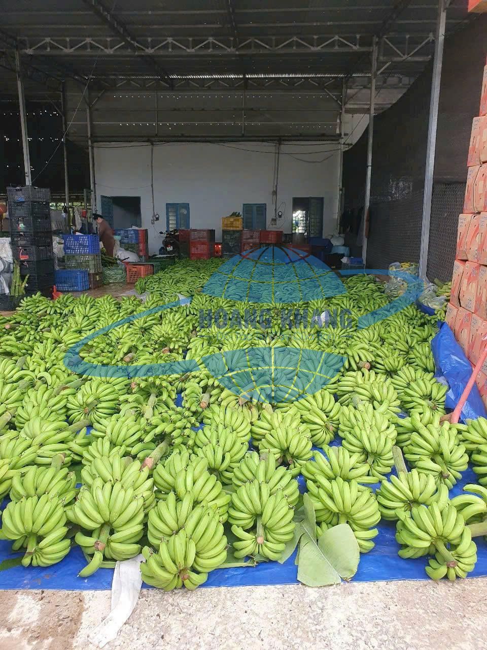Tiềm năng xuất khẩu chuối Việt Nam sang Trung Quốc